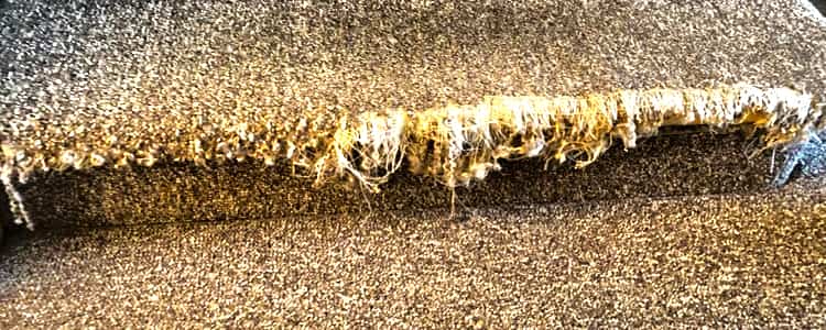 best carpet repair henley beach 1